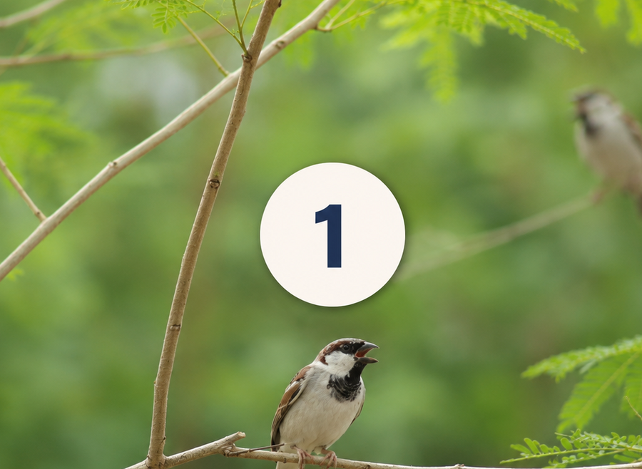 Birdsong.